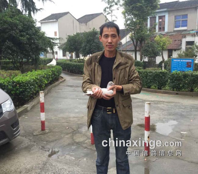 江苏无锡"杰达杯"决赛首羽归巢鸽风采